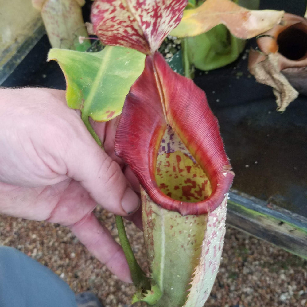 Nepenthes maxima x veitchii, Large specimen #1