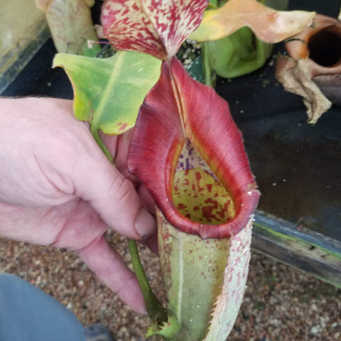Large Nepenthes maxima x veitchii pitcher with pale green body and red rim in a plant bench display