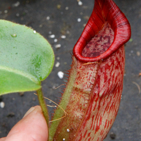 Red Nepenthes maxima x veitchii DM038 pitcher with a curved hood and textured red interior
