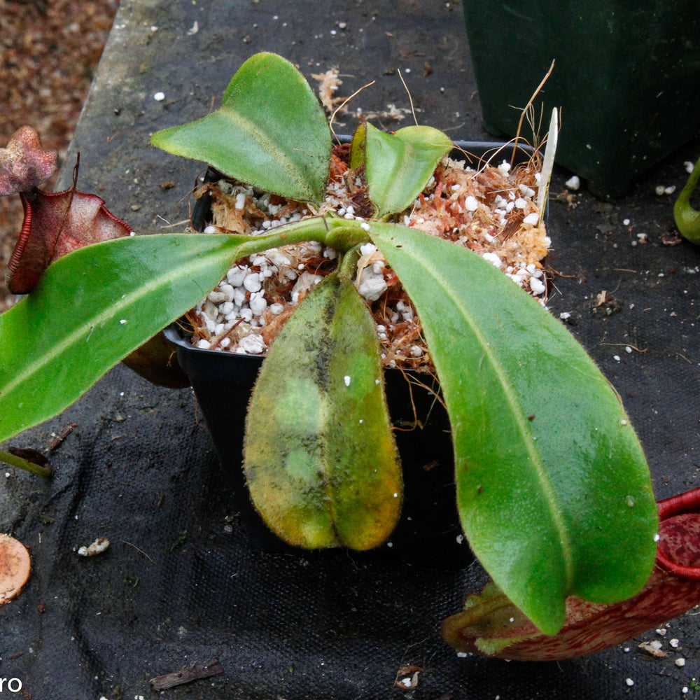 Nepenthes maxima x veitchii - DM038