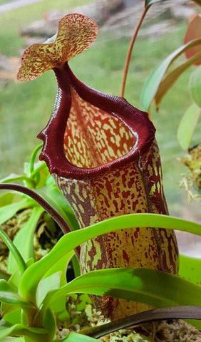 Nepenthes maxima x ventricosa CC pitcher with tall mottled body and deep maroon rim among green leaves.