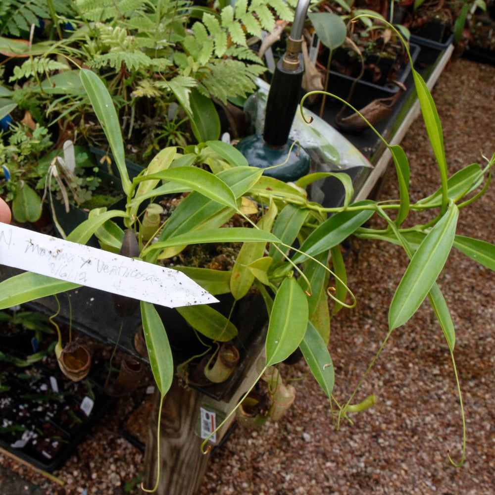 
                      
                        Nepenthes maxima x ventricosa, CC
                      
                    