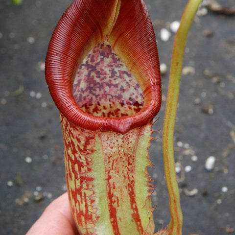 Close up of a Nepenthes maxima x ephippiata pitcher held by fingers with a bright red ribbed peristome and speckled interior