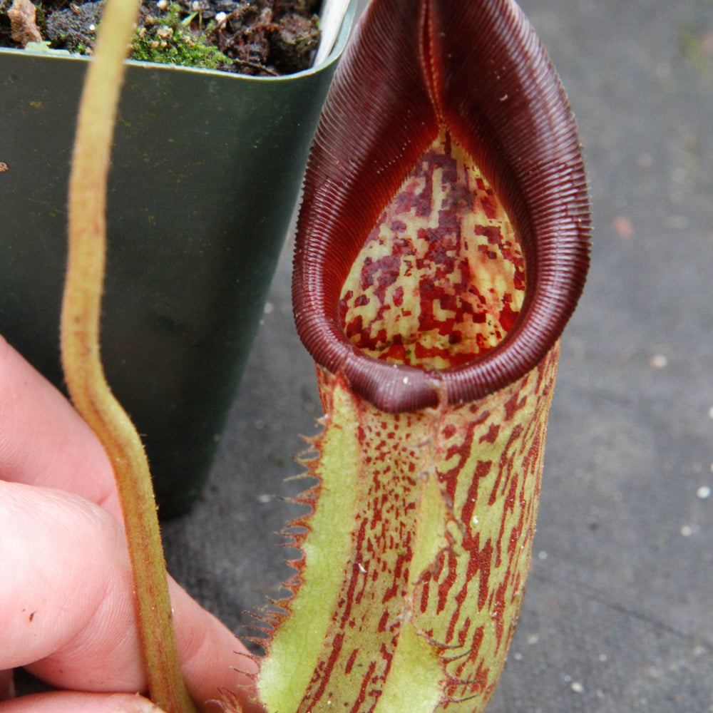 
                      
                        Nepenthes maxima (m) x ephippiata
                      
                    