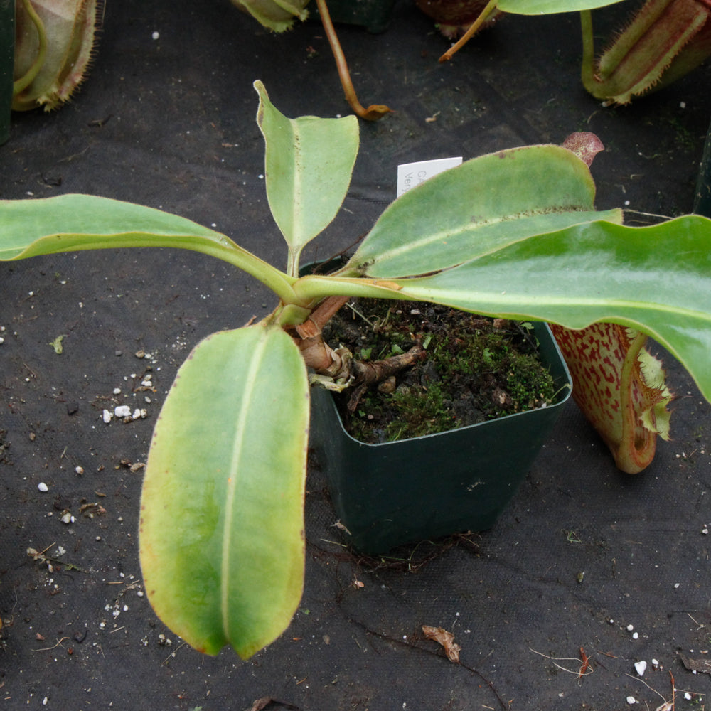 
                      
                        Nepenthes maxima (m) x ephippiata
                      
                    