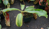 Nepenthes maxima (m) x ephippiata