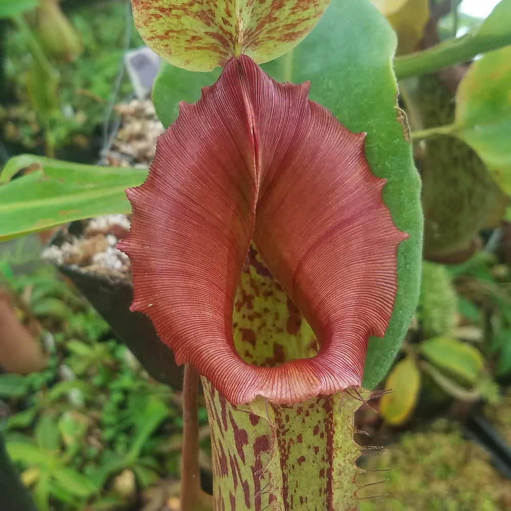 Nepenthes maxima (M) x truncata Red - Exact Plant 01/19/24