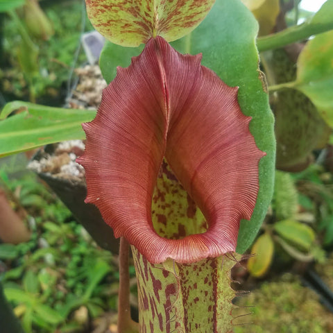 Nepenthes maxima x truncata Red close up of a red pitcher plant with a ruffled lip and a speckled green pitcher base
