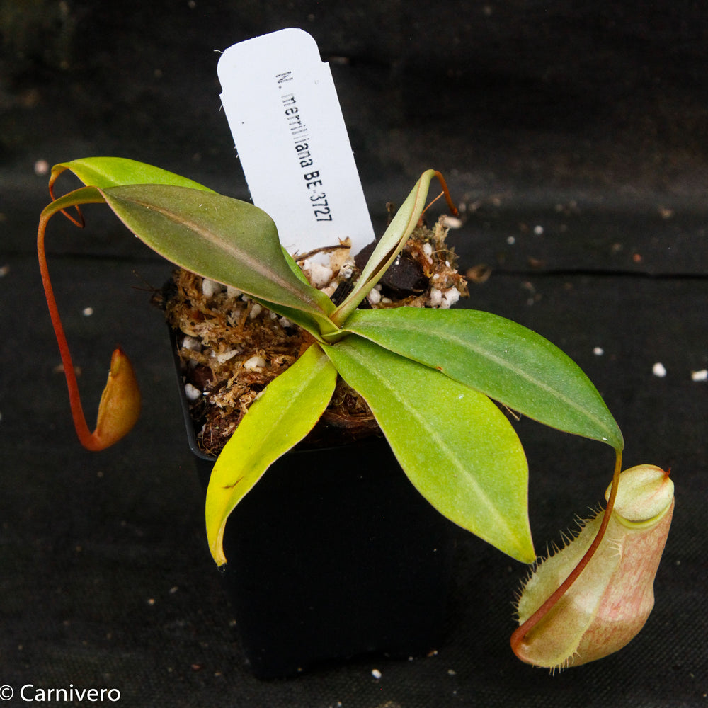 
                      
                        Nepenthes merrilliana, BE-3727
                      
                    