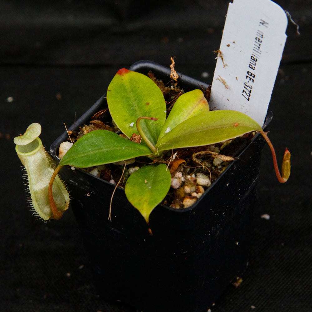 
                      
                        Nepenthes merrilliana, BE-3727
                      
                    