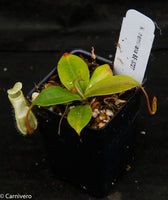 Nepenthes merrilliana