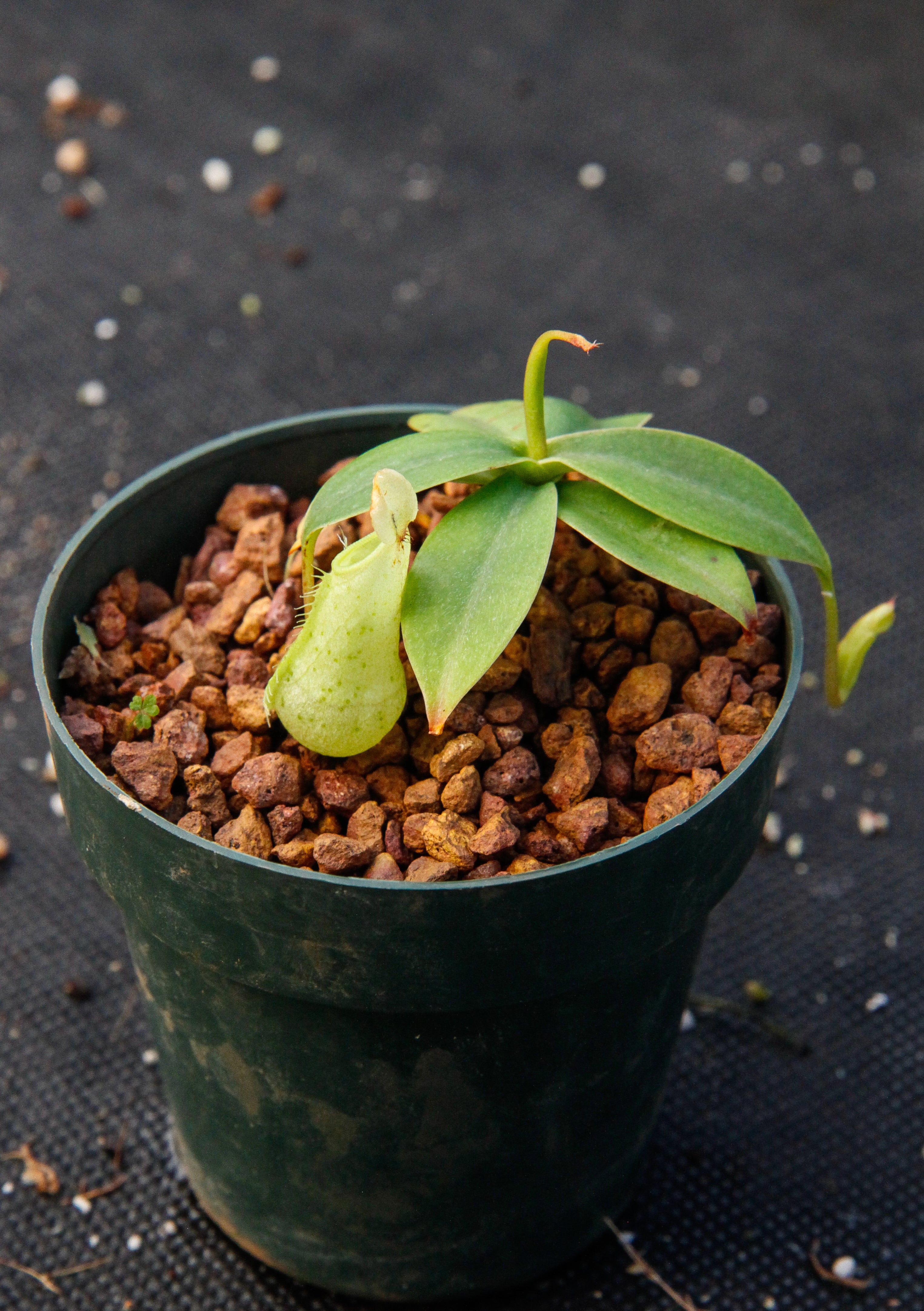 Nepenthes merrilliana, BE-3727 – Carnivero