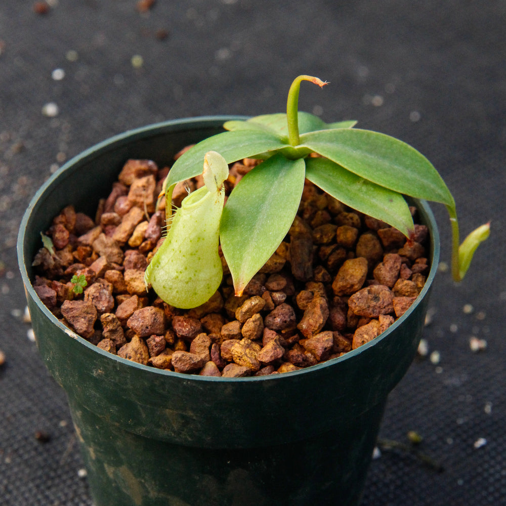 
                      
                        Nepenthes merrilliana, BE-3727
                      
                    