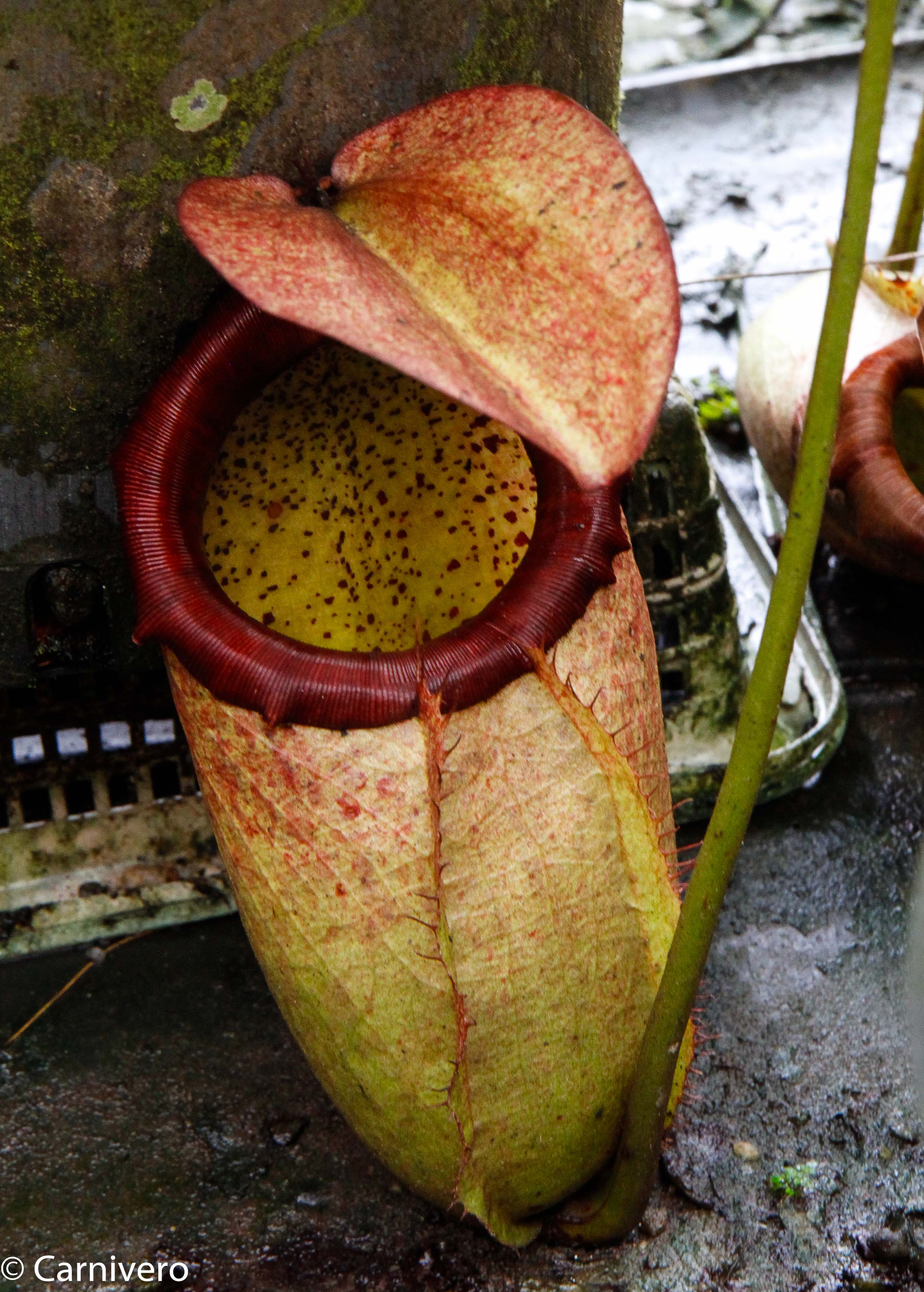 Nepenthes merrilliana, BE-3727 – Carnivero