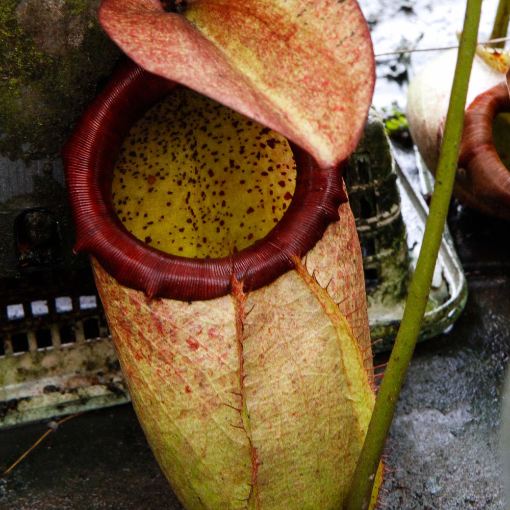 
                      
                        Nepenthes merrilliana, BE-3727
                      
                    