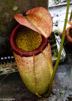 Nepenthes merrilliana