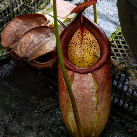Nepenthes merrilliana BE-3727 pitcher plant with a large red tubular pitcher and a dried brown leaf nearby.