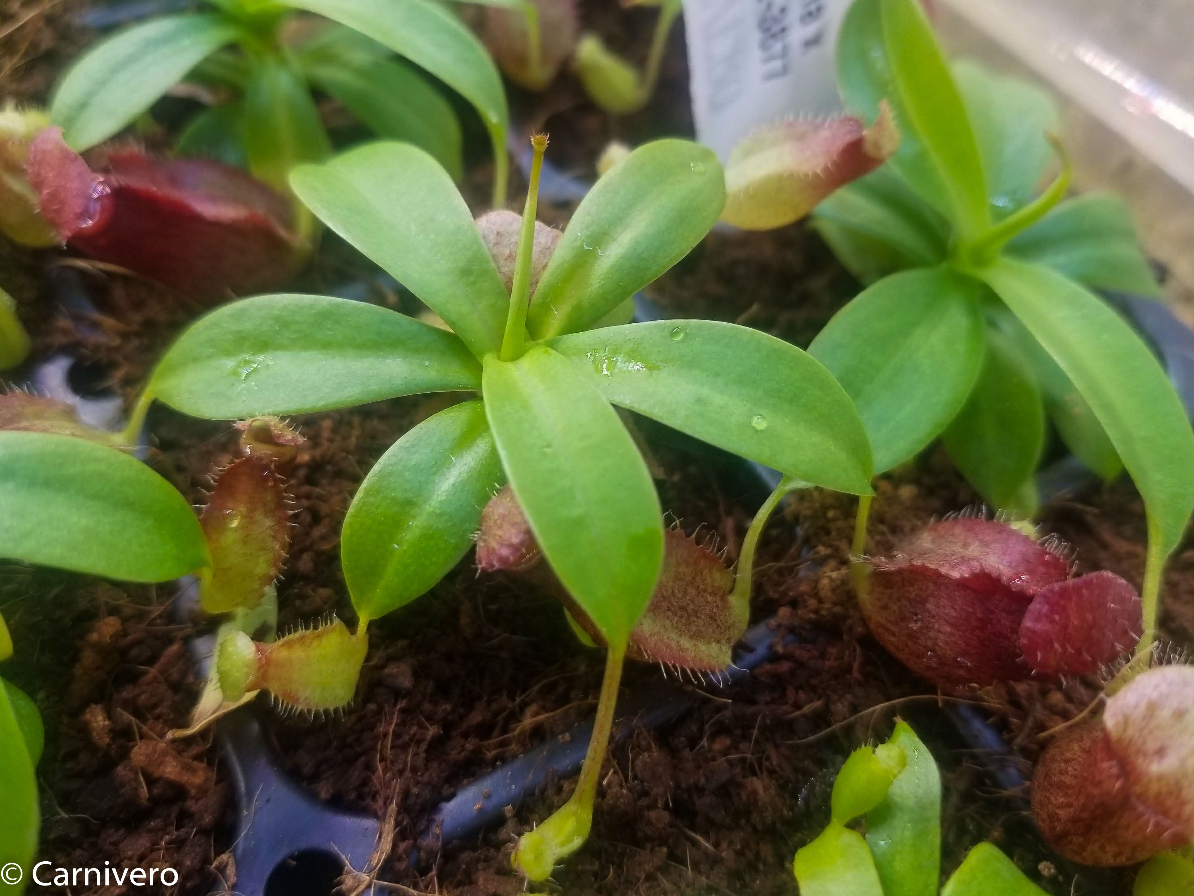 Nepenthes merrilliana x aristolochioides – Carnivero
