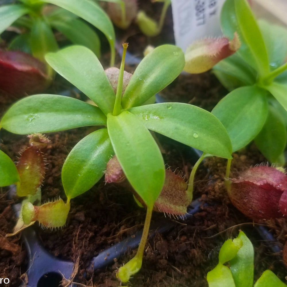 
                      
                        Nepenthes merrilliana x aristolochioides
                      
                    