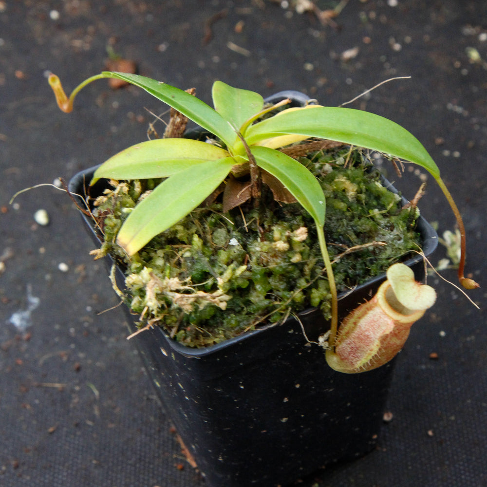 
                      
                        Nepenthes merrilliana x glabrata BE-3911
                      
                    