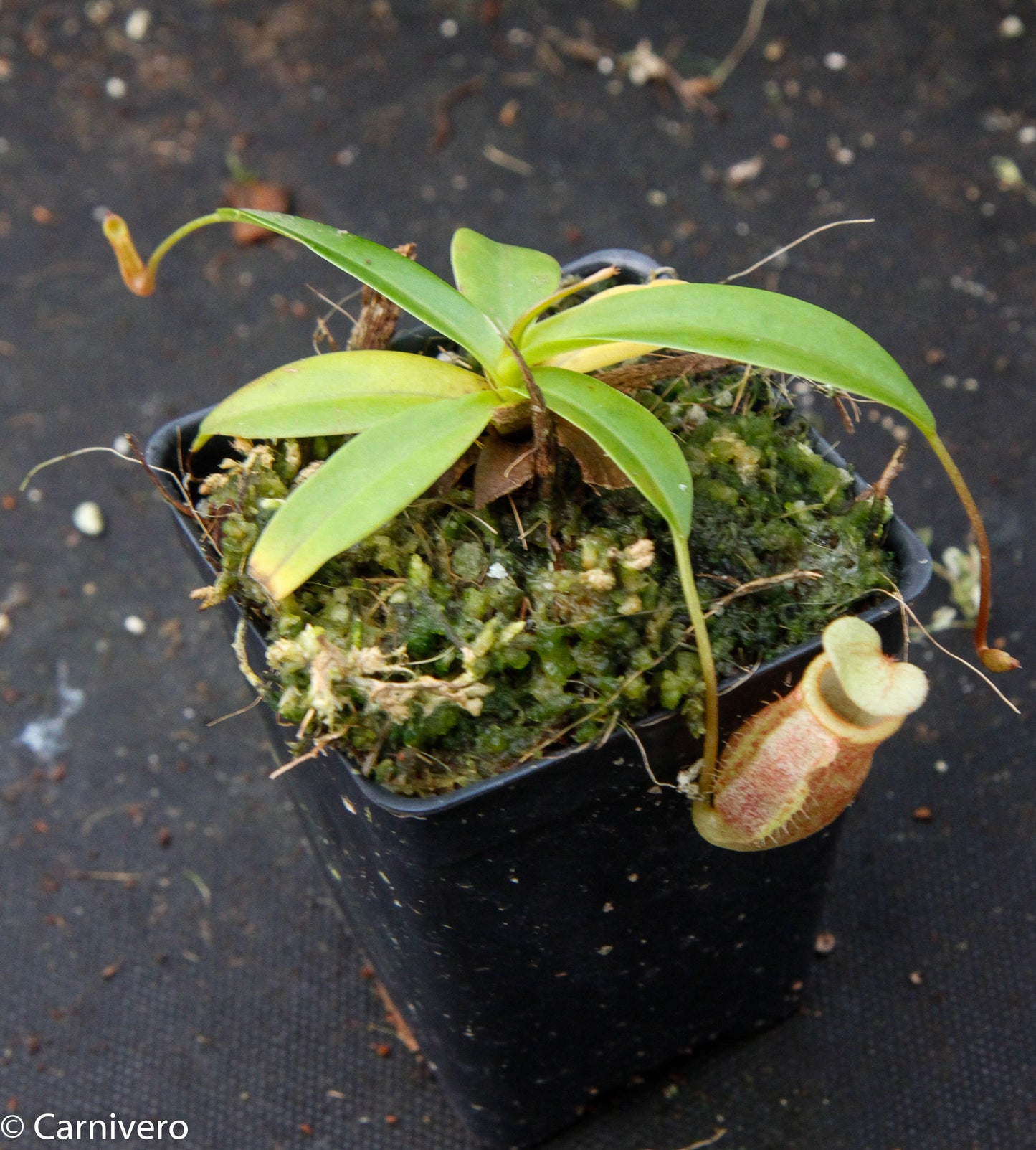 Nepenthes merrilliana x glabrata BE-3911
