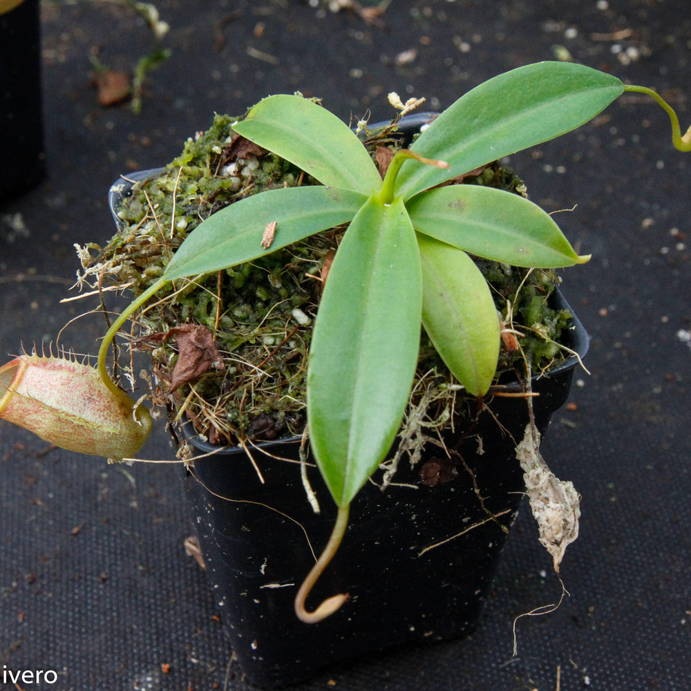 
                      
                        Nepenthes merrilliana x glabrata BE-3911
                      
                    