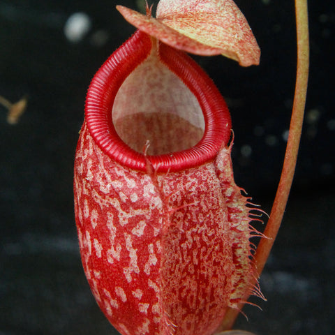Nepenthes merrilliana x glabrata BE-3911 pitcher with red ridged peristome and speckled pale body against a dark background