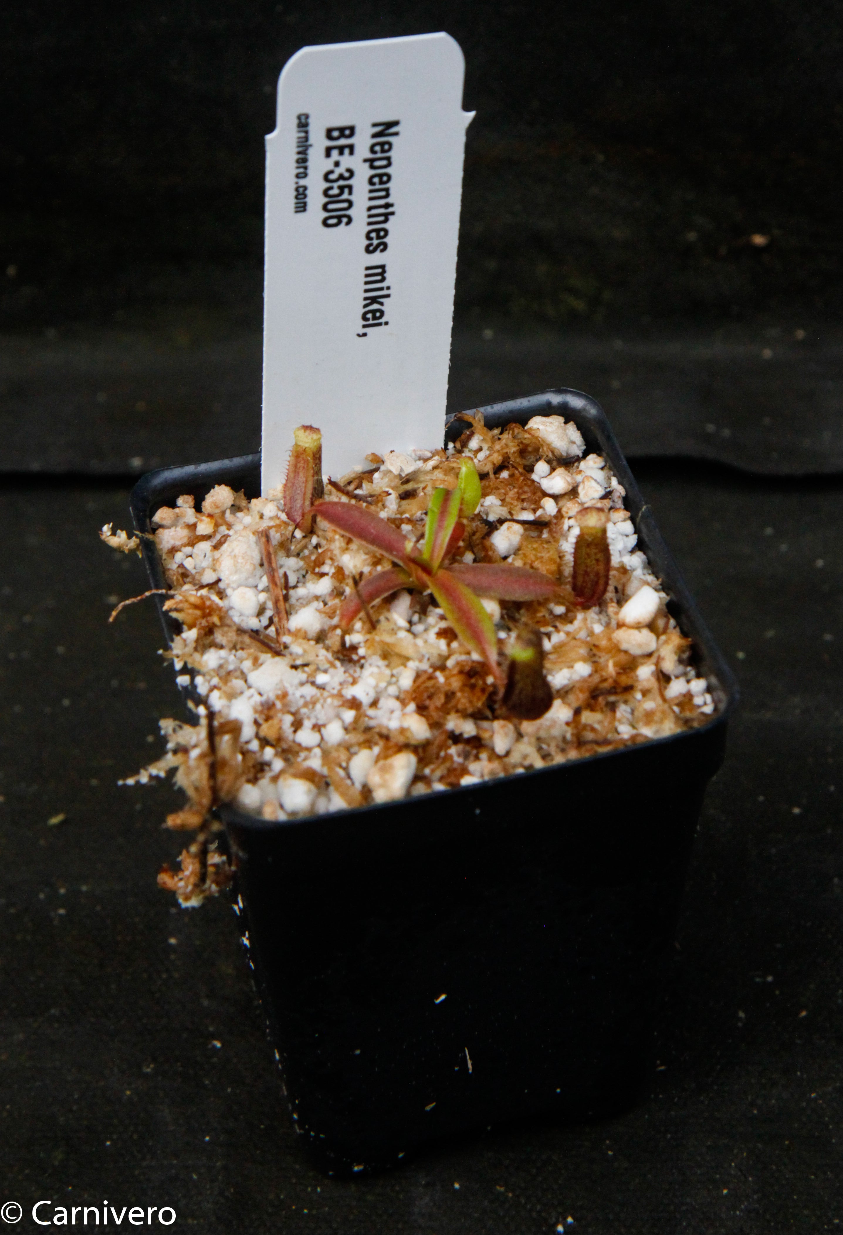 Nepenthes mikei – Carnivero