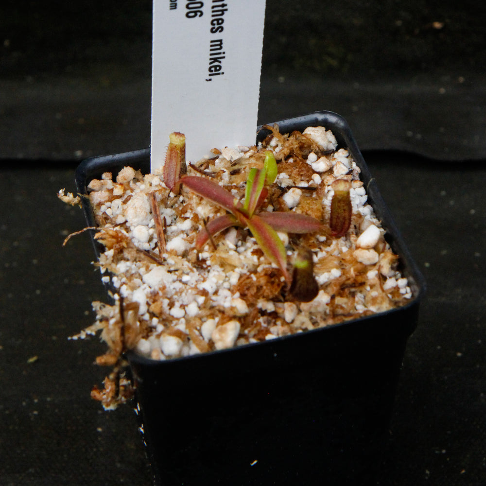 
                      
                        Nepenthes mikei
                      
                    