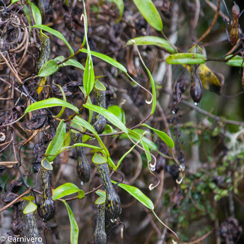 Nepenthes mikei plant with long green leaves and several dark striped pitchers hanging from tangled vines.
