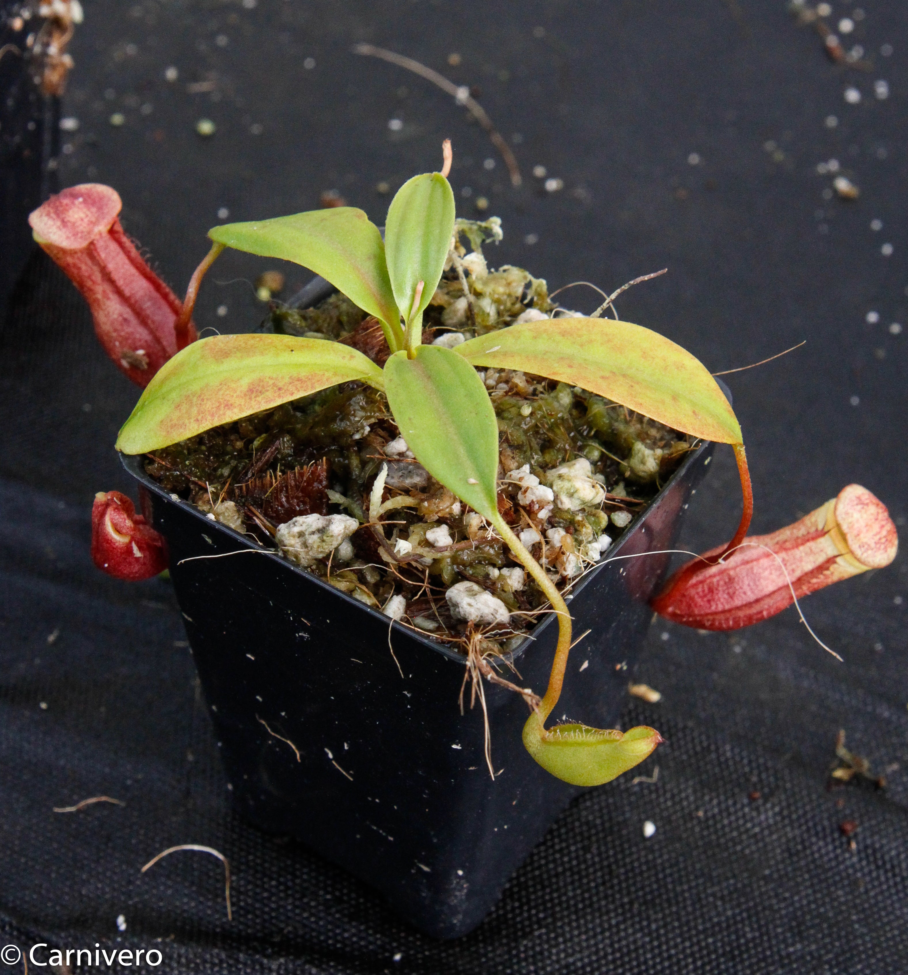 Nepenthes mira, BE-3979 – Carnivero