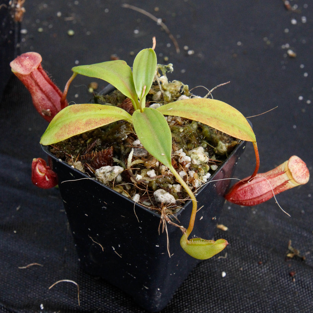 
                      
                        Nepenthes mira, BE-3979
                      
                    