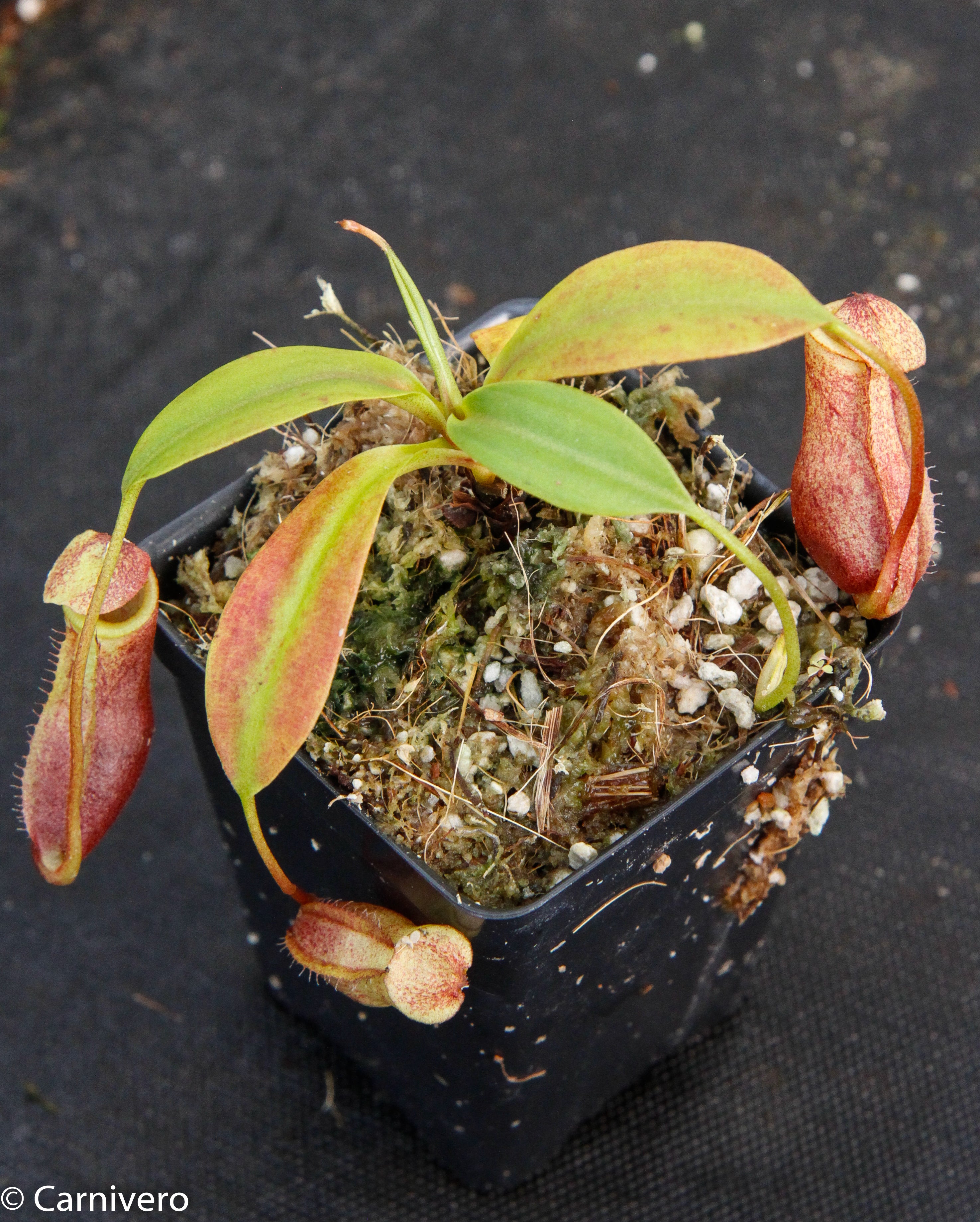 Nepenthes mira, BE-3979 – Carnivero