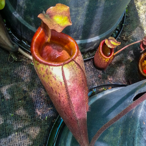 Nepenthes mira BE-3979 pitcher plant with a tall pinkish red pitcher and a yellow green outer body in a pot
