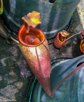 Nepenthes mira