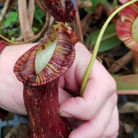 Nepenthes mirabilis var echinostoma pitcher held in a hand, deep maroon tube with striped ribbed peristome.