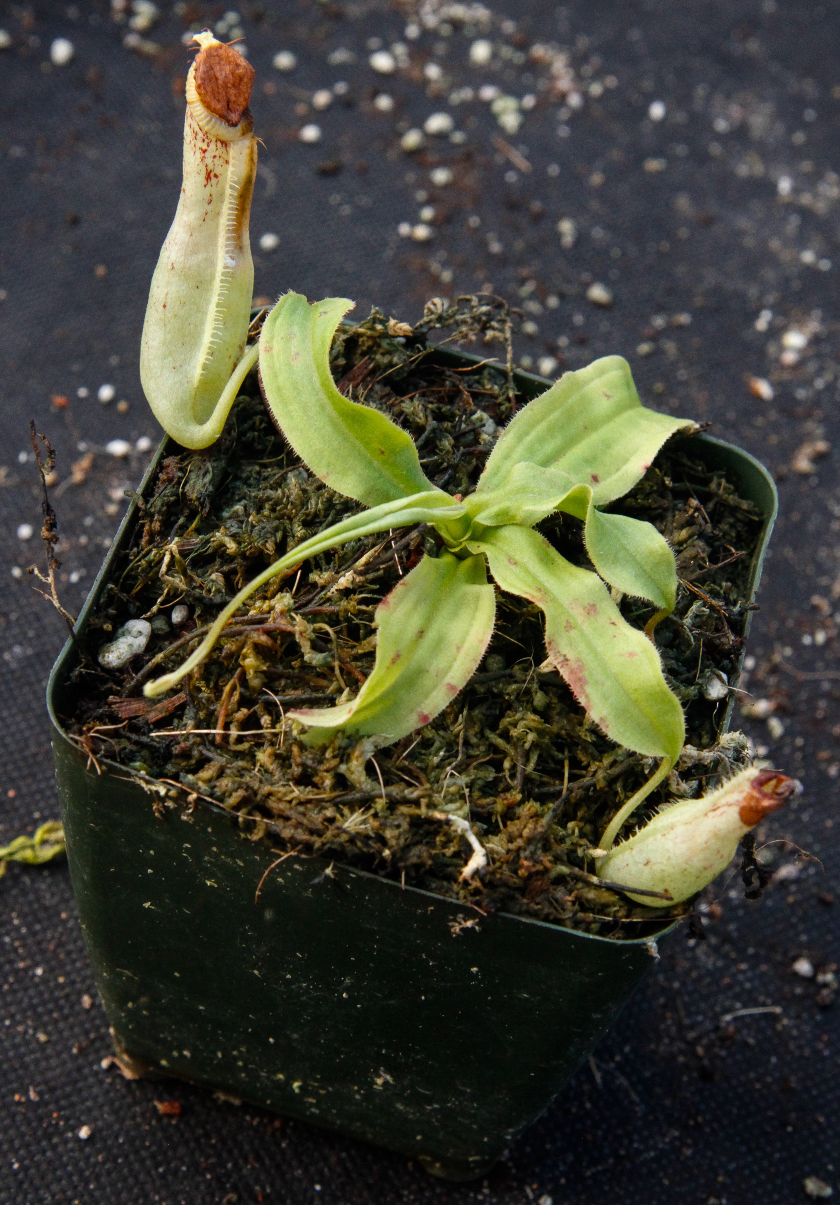 Nepenthes mirabilis var. echinostoma, BE-3372 – Carnivero