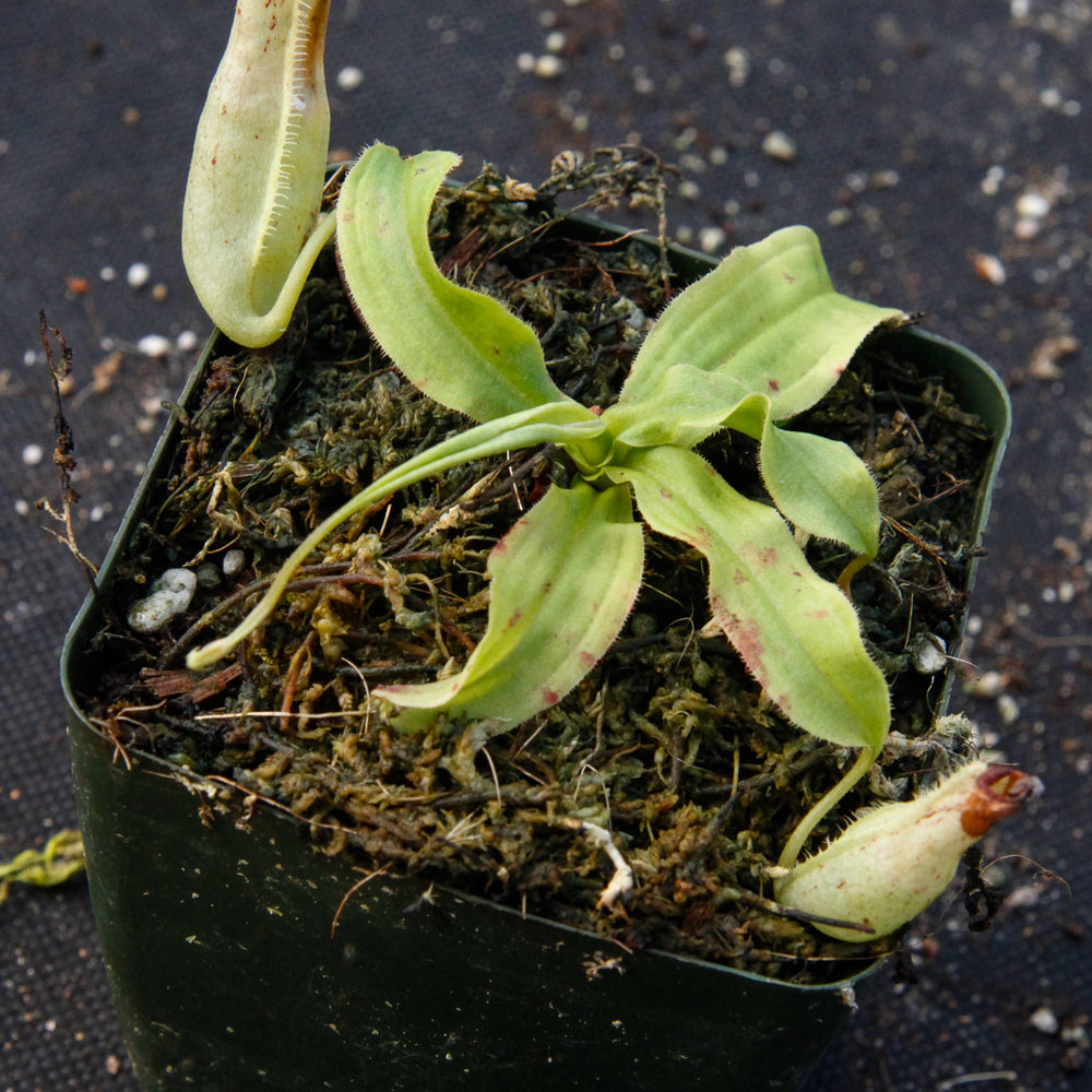 
                      
                        Nepenthes mirabilis var. echinostoma, BE-3372
                      
                    