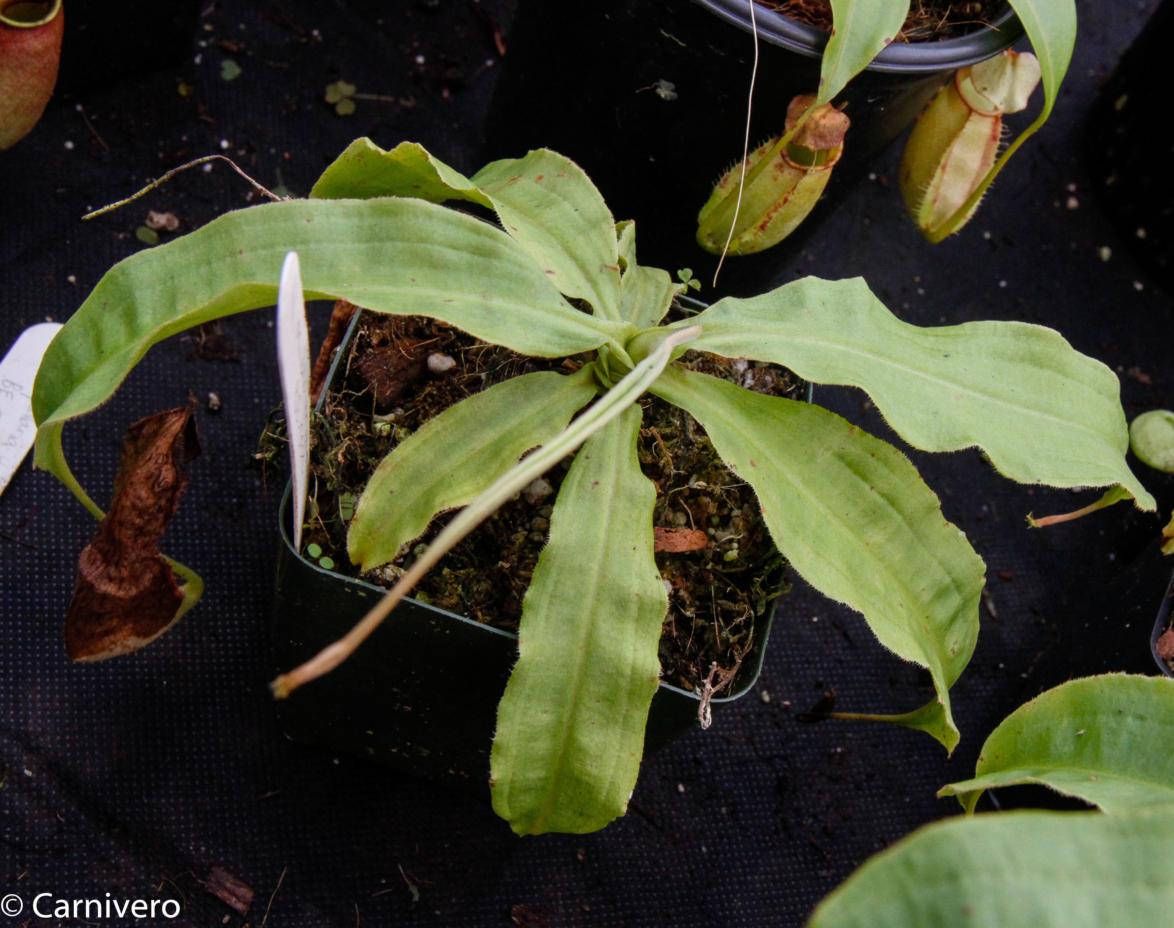 Nepenthes mirabilis var. echinostoma, BE-3372 – Carnivero