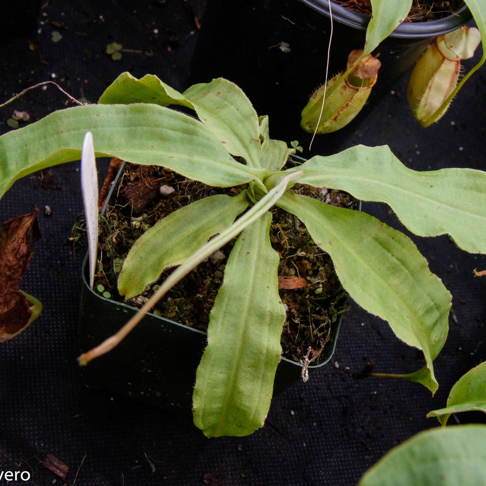 
                      
                        Nepenthes mirabilis var. echinostoma, BE-3372
                      
                    