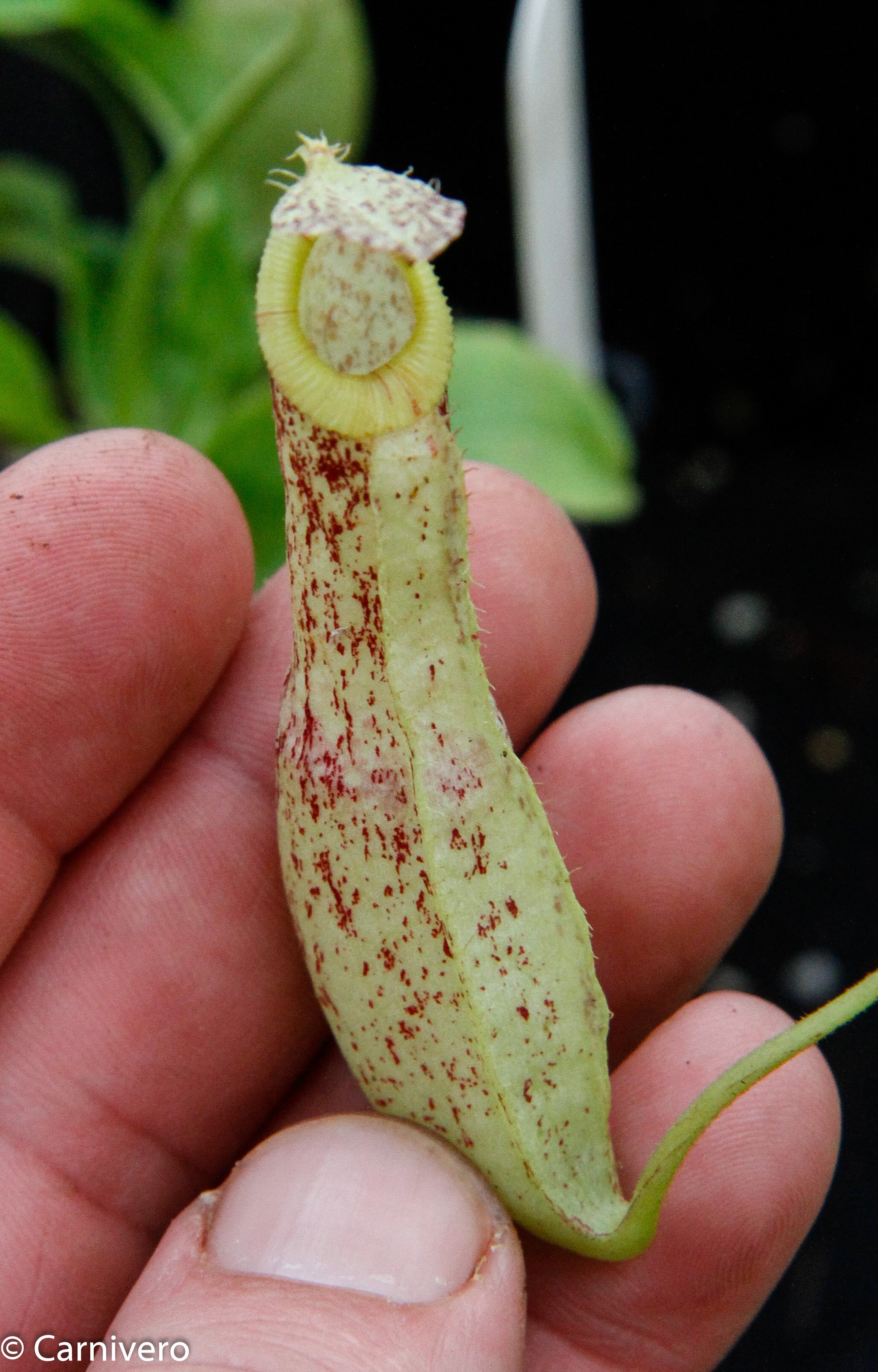Nepenthes mirabilis var. echinostoma, BE-3372 – Carnivero