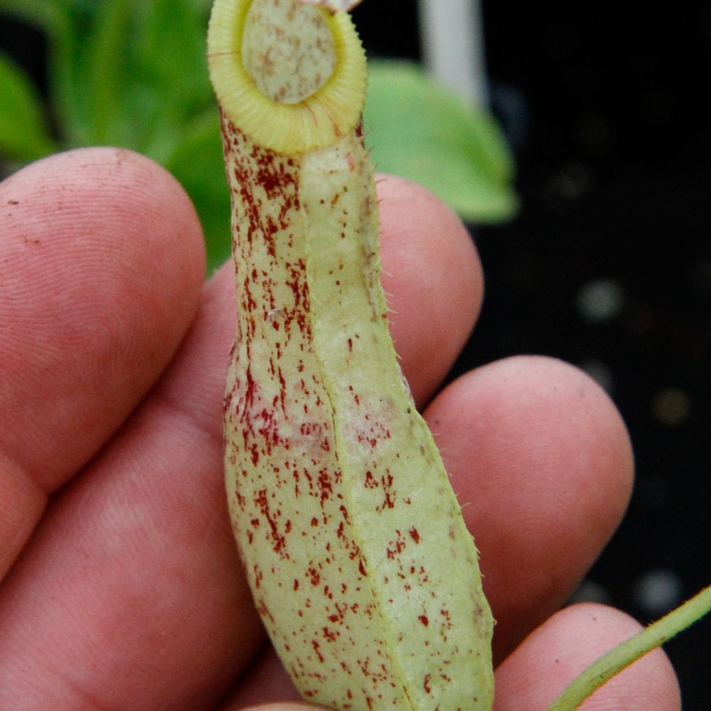 
                      
                        Nepenthes mirabilis var. echinostoma, BE-3372
                      
                    