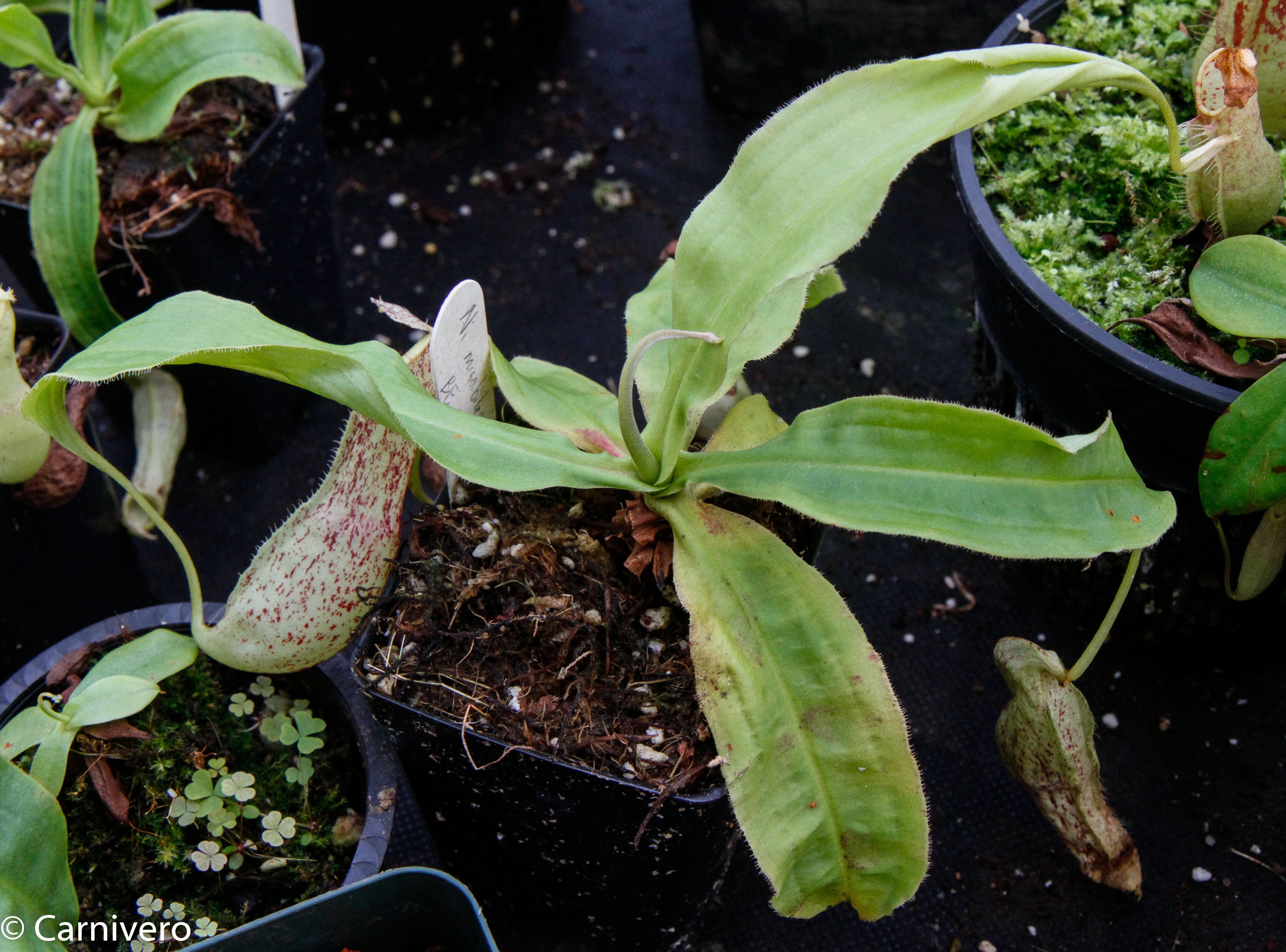 Nepenthes mirabilis var. echinostoma, BE-3372 – Carnivero