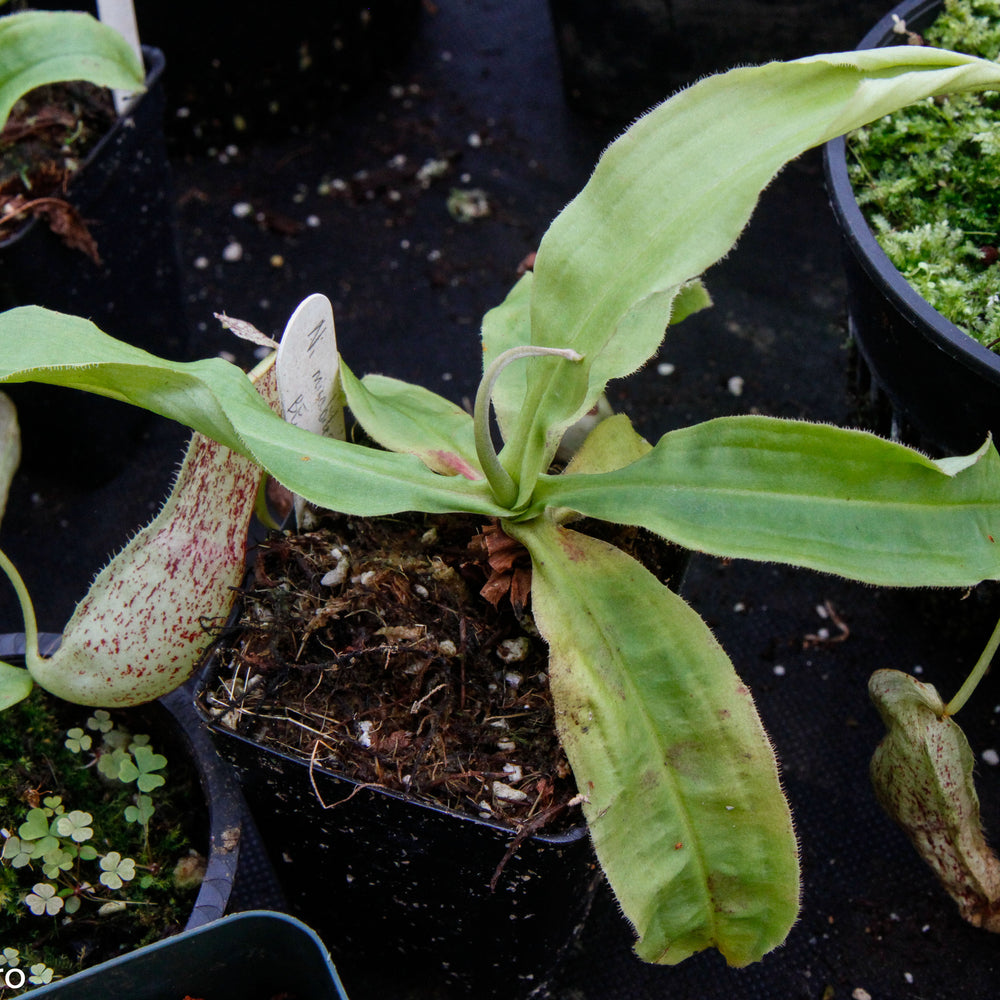
                      
                        Nepenthes mirabilis var. echinostoma, BE-3372
                      
                    