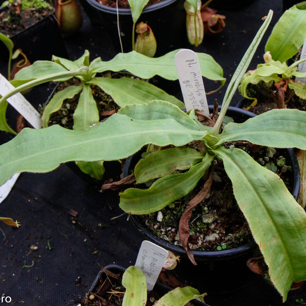 
                      
                        Nepenthes mirabilis var. echinostoma, BE-3372
                      
                    