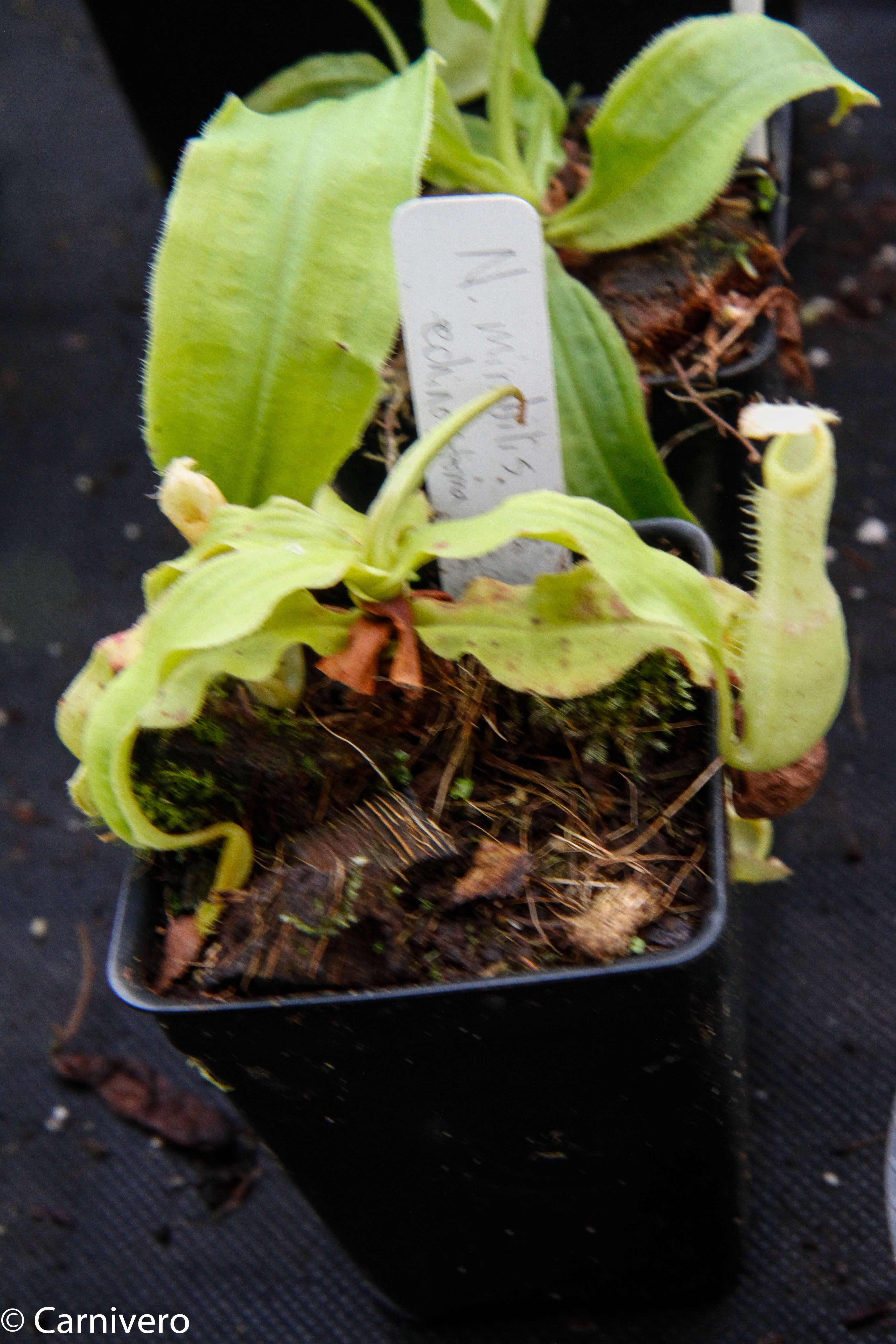 Nepenthes mirabilis var. echinostoma, BE-3372 – Carnivero
