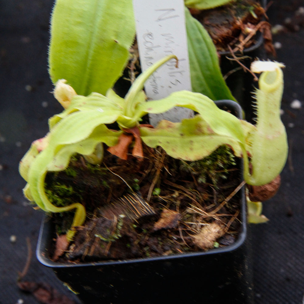 
                      
                        Nepenthes mirabilis var. echinostoma, BE-3372
                      
                    