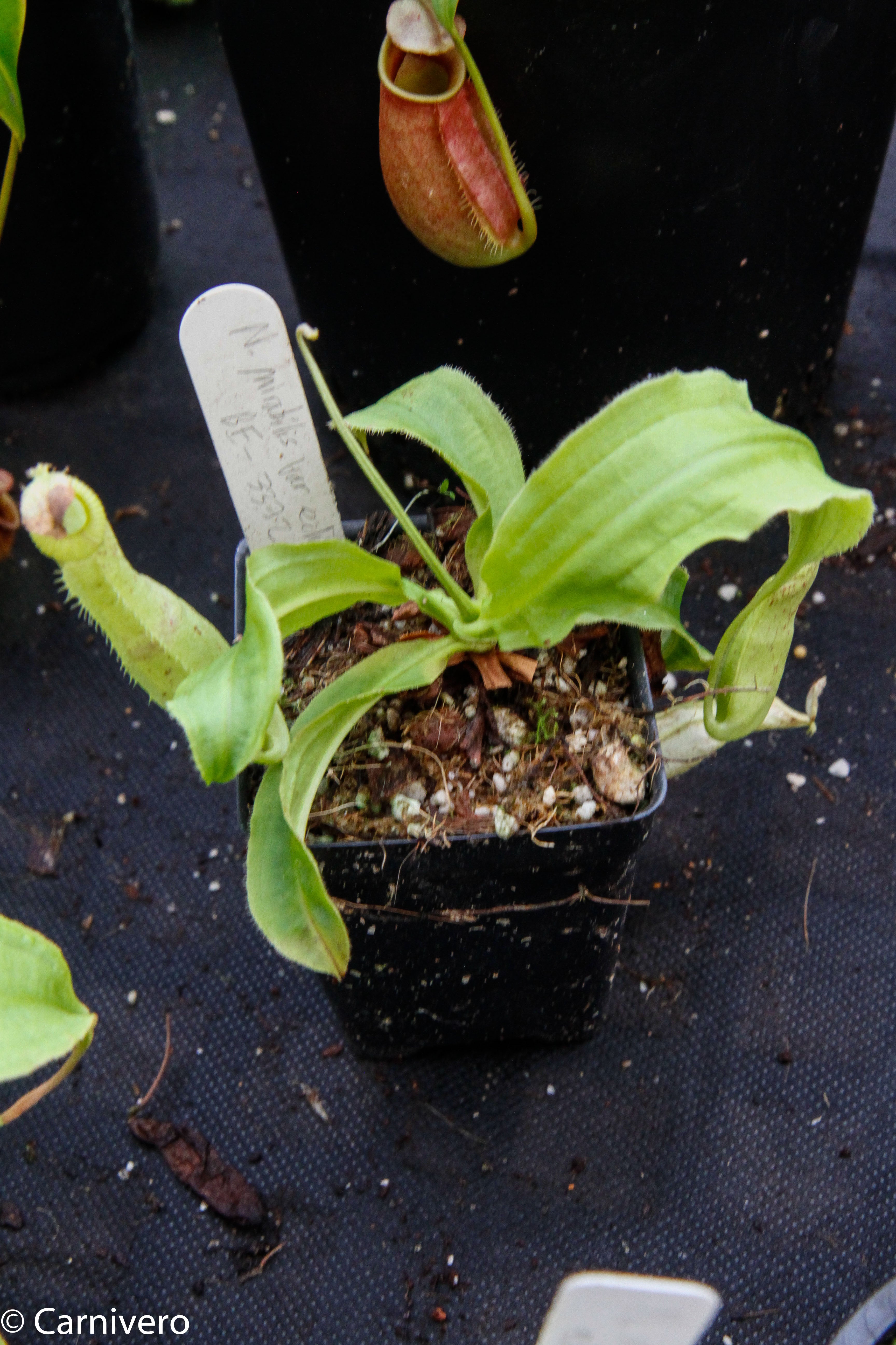 Nepenthes mirabilis var. echinostoma, BE-3372 – Carnivero