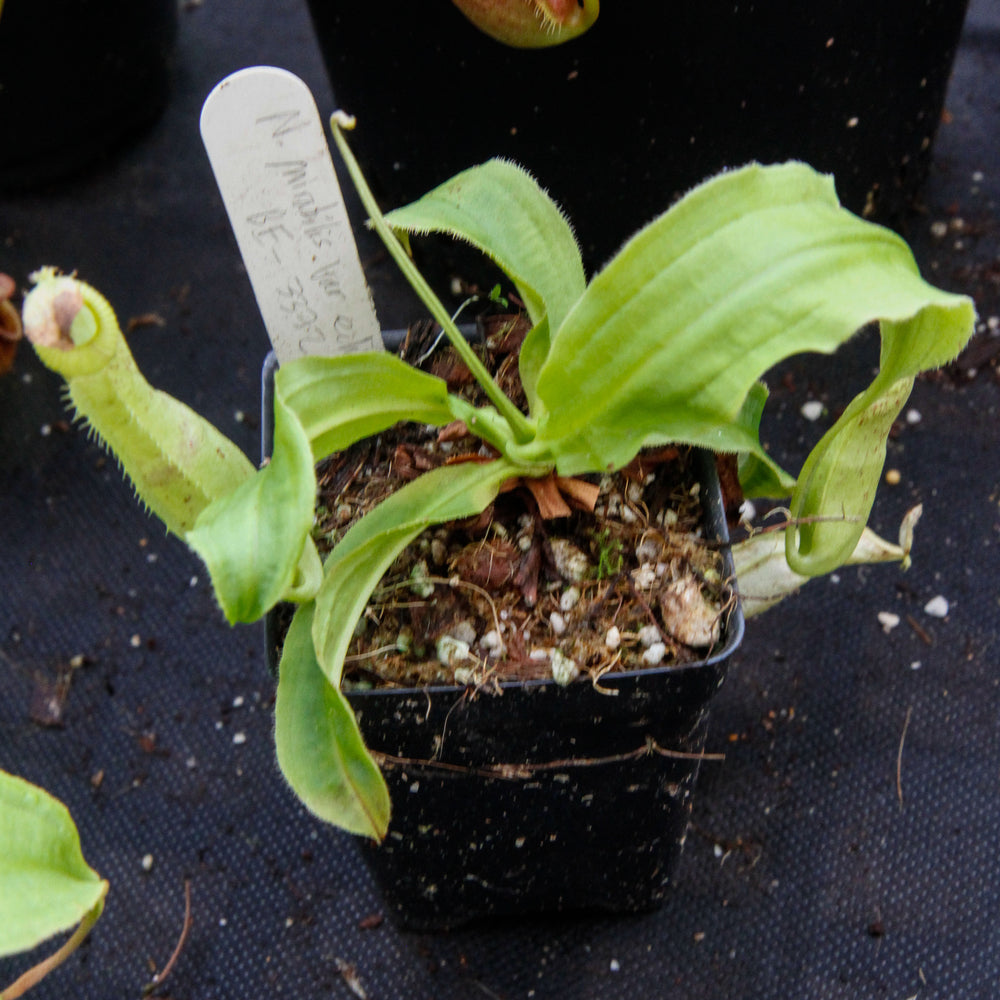 
                      
                        Nepenthes mirabilis var. echinostoma, BE-3372
                      
                    
