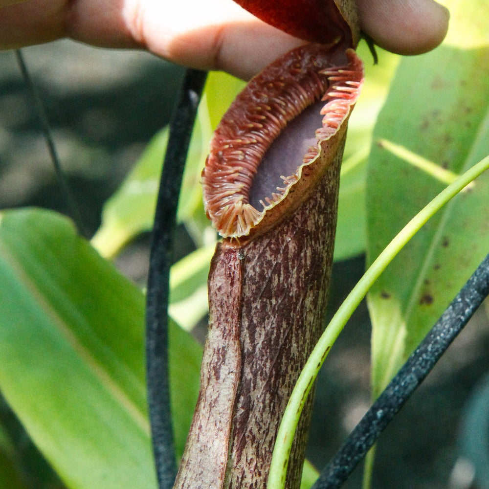 
                      
                        Nepenthes mirabilis var. echinostoma, BE-3372
                      
                    